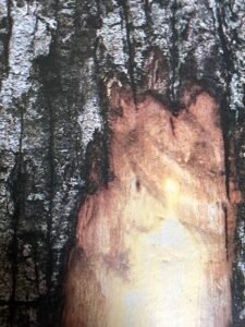 Ecorce: gris foncé (ép 1-2 cm) fissurée longitudinalement, tranche fibreuse brun jaunâtre avec un cerne extérieur noirâtre, exsudant en faible quantité un liquide visqueux transparent à odeur aromatique.